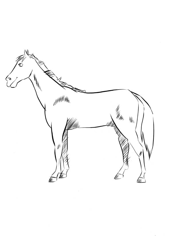 horse drawing for kids - PNGBUY